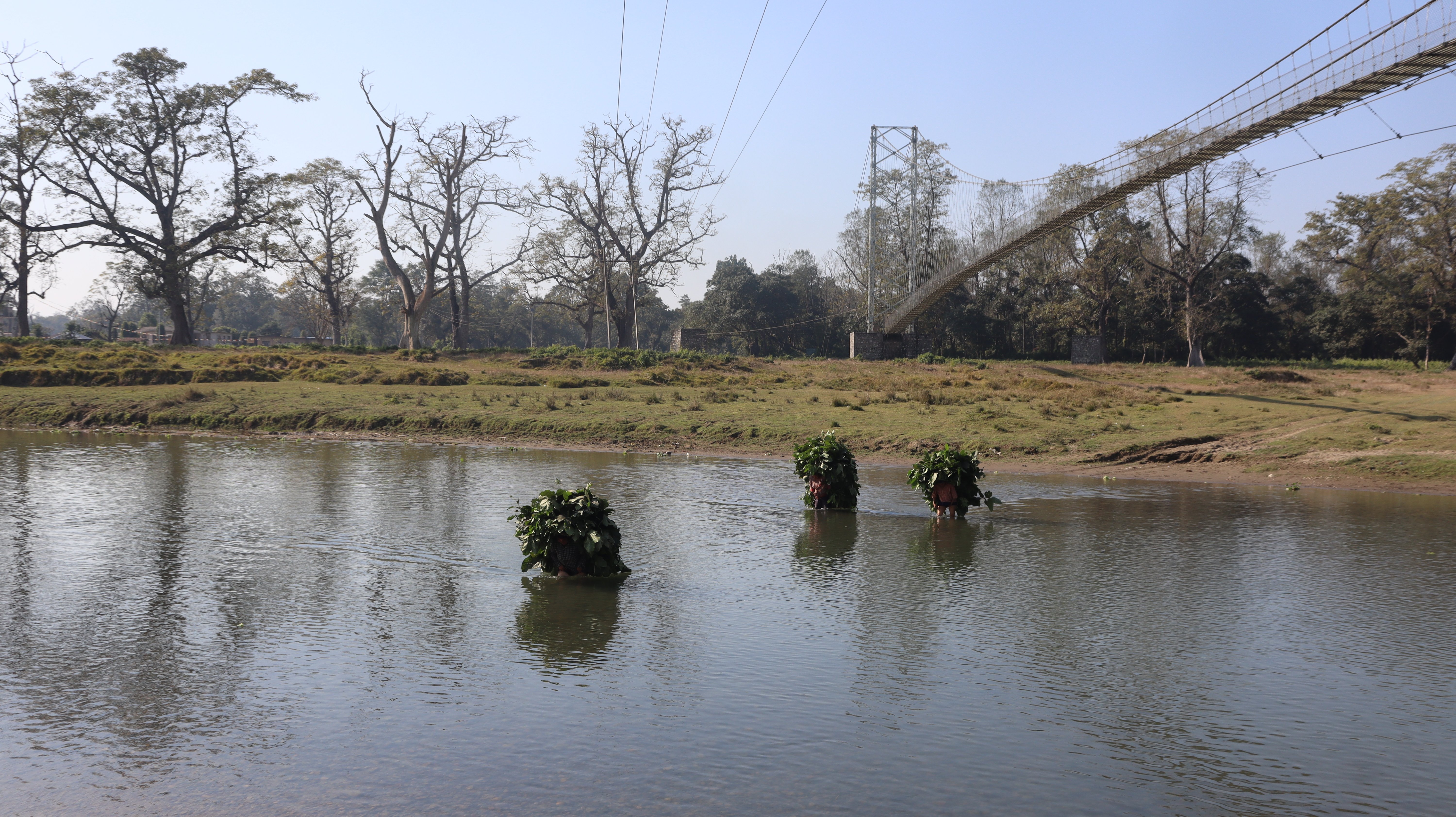 elephant chitwan (19) (1).jpg